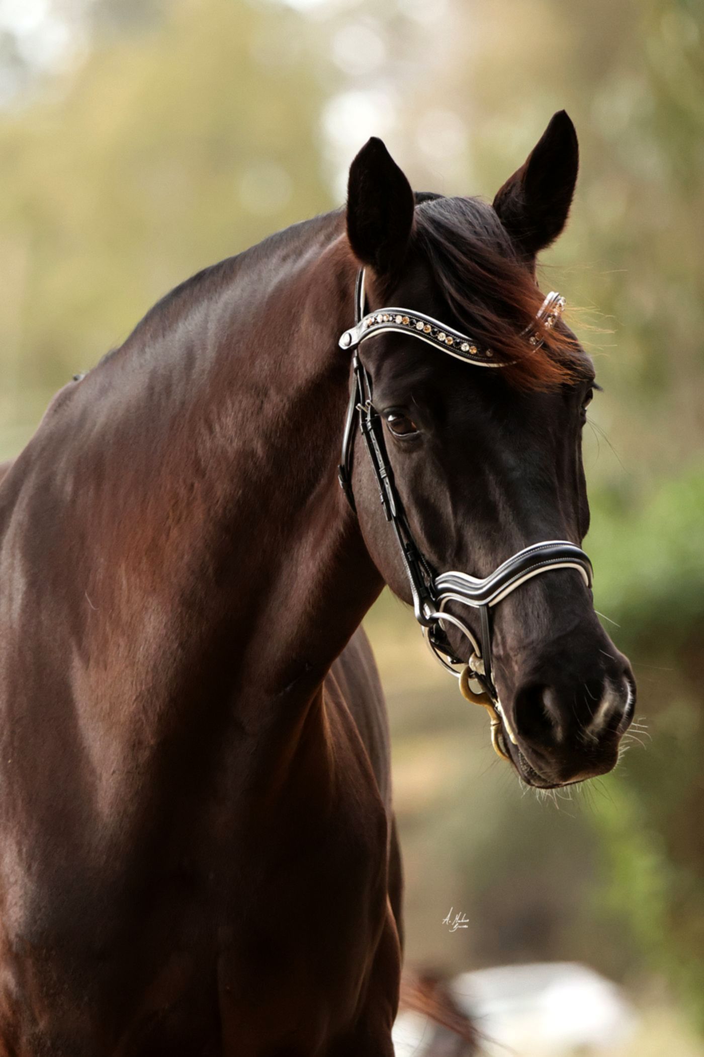 Discounted Elite Picassi Italian leather flash noseband. White contrast stitching and white softee padding. Anatomical contoured fit. By Ice Equestrian