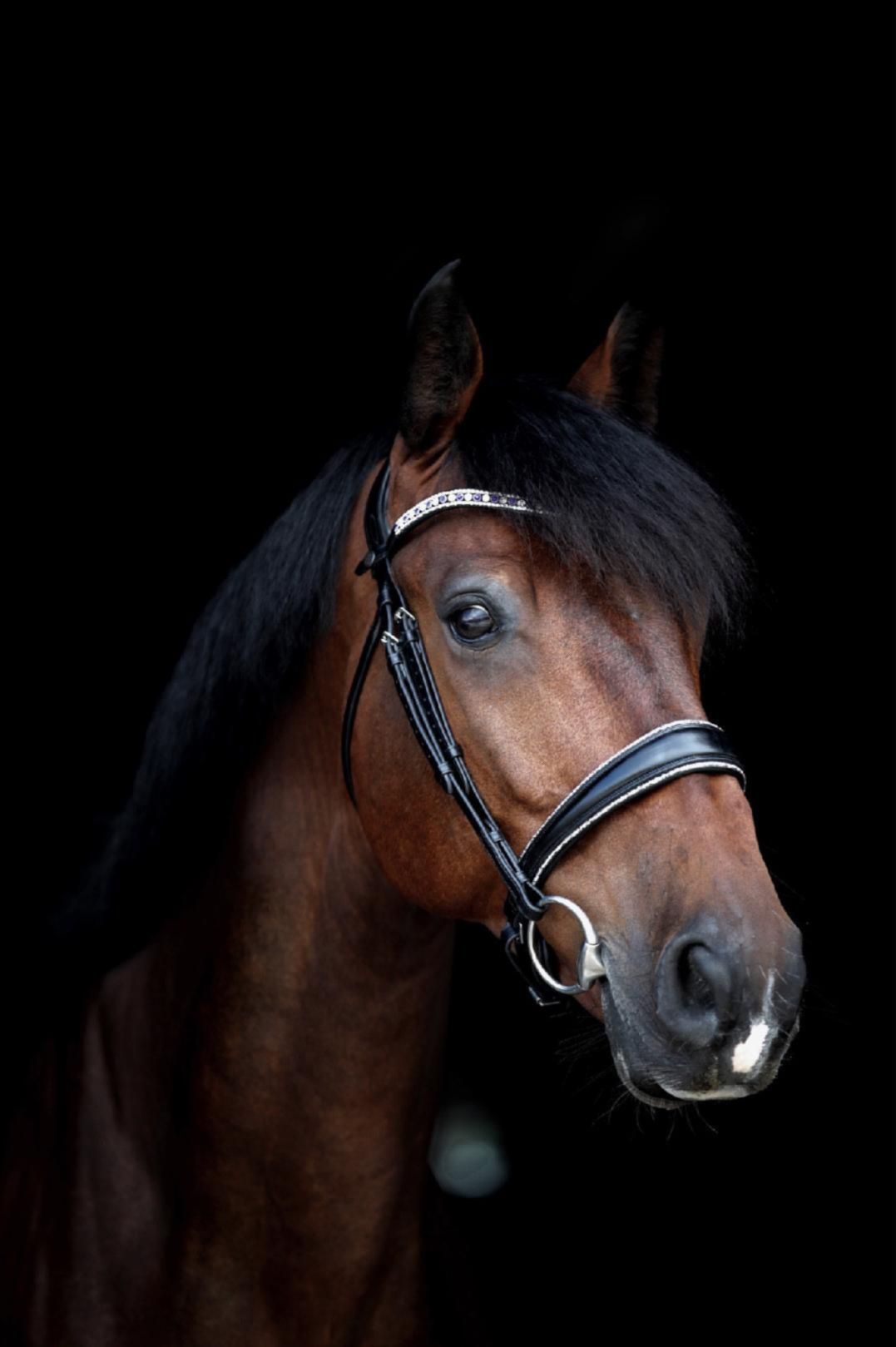 Discounted Elite Sofia Italian leather horse bridle. 3-row Stellux crystal browband and signature silver sparkle trim. Quick-change with anti-slip grip. Anatomical contoured fit. By Ice Equestrian