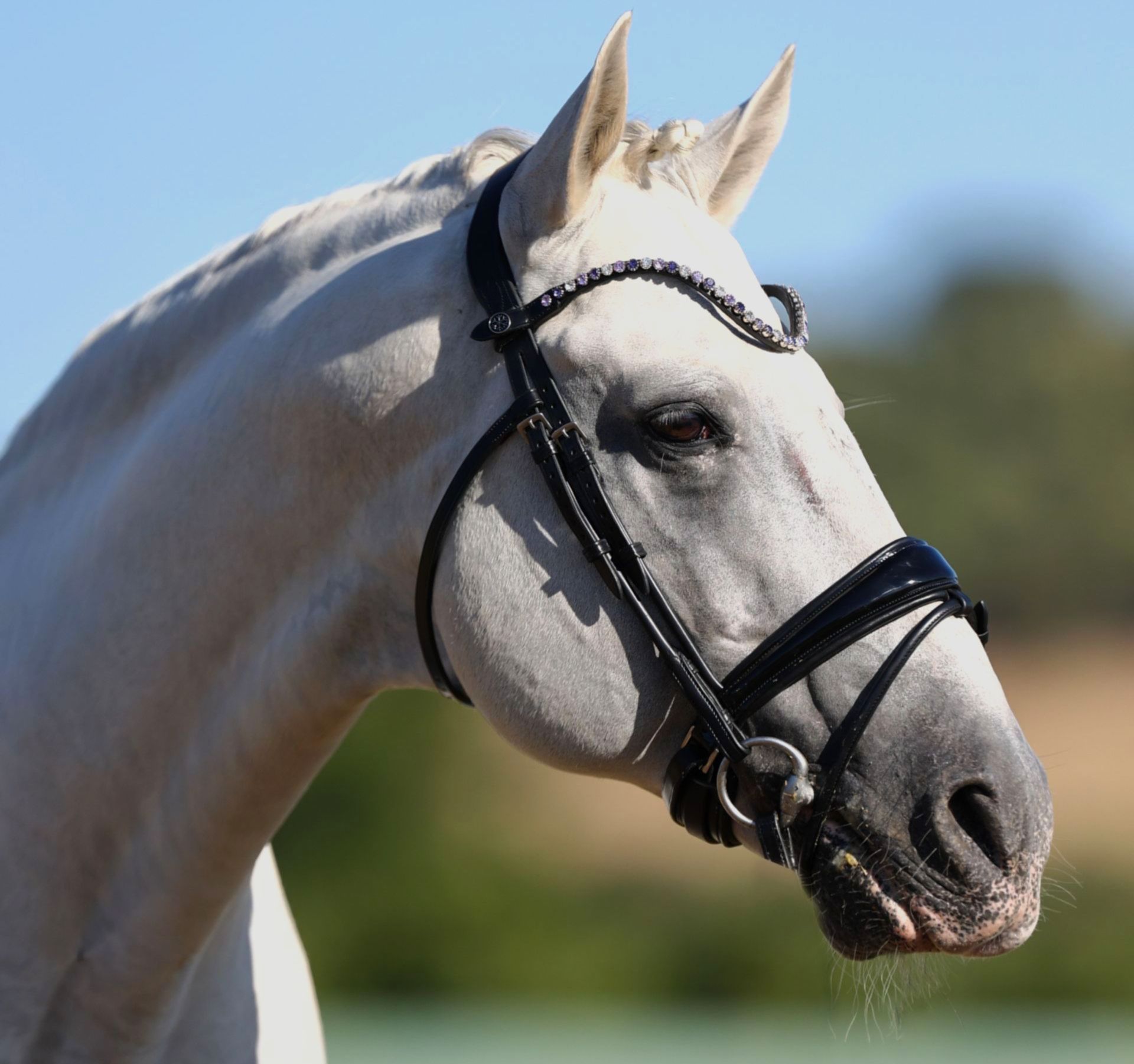 Let every hoofbeat echo with brilliance. Elite Indigo crystal browband. 8mm Preciosa crystals in Purple Velvet, Tanzanite and Crystal. Italian leather. Quick-change with anti-slip grip. Slender anatomical deep u-shape fit. All sizes. By Ice Equestrian.