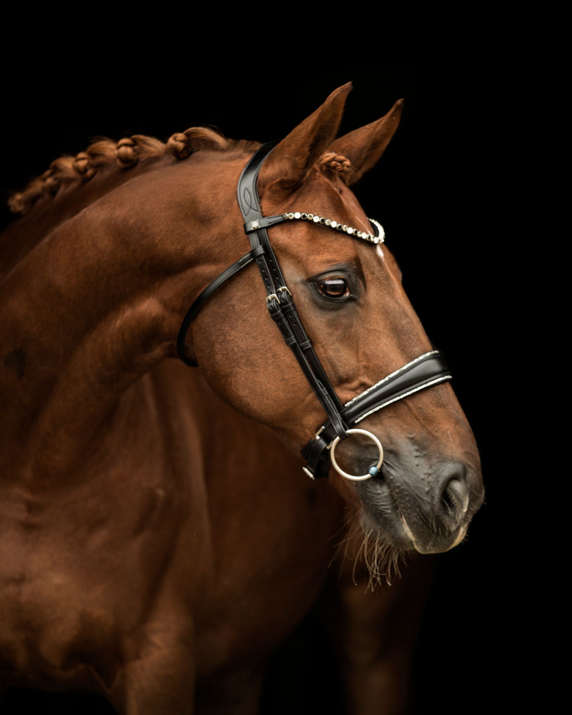 Elite Sofia Italian leather Cavesson noseband. Signature silver sparkle trim. Anatomical contoured fit. By Ice Equestrian