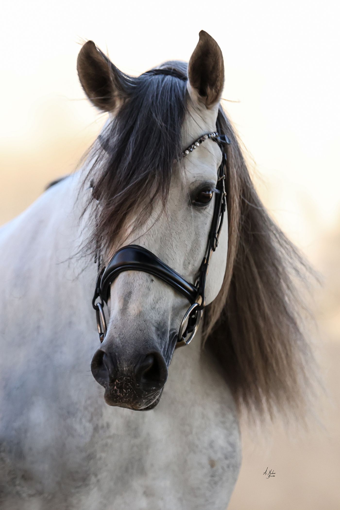 Outlet horse collection. Special offers on premium European and Italian leather horse bridles and tack. By Ice Equestrian