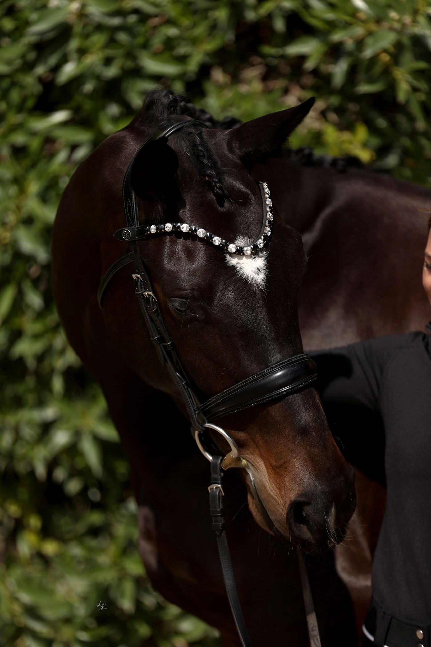 Anatomical Italian leather bridles and luxury horse accessories. Discover premium reins, nosebands, and tack hand-finished with brilliant Swarovski and Preciosa crystals. By Ice Equestrian.