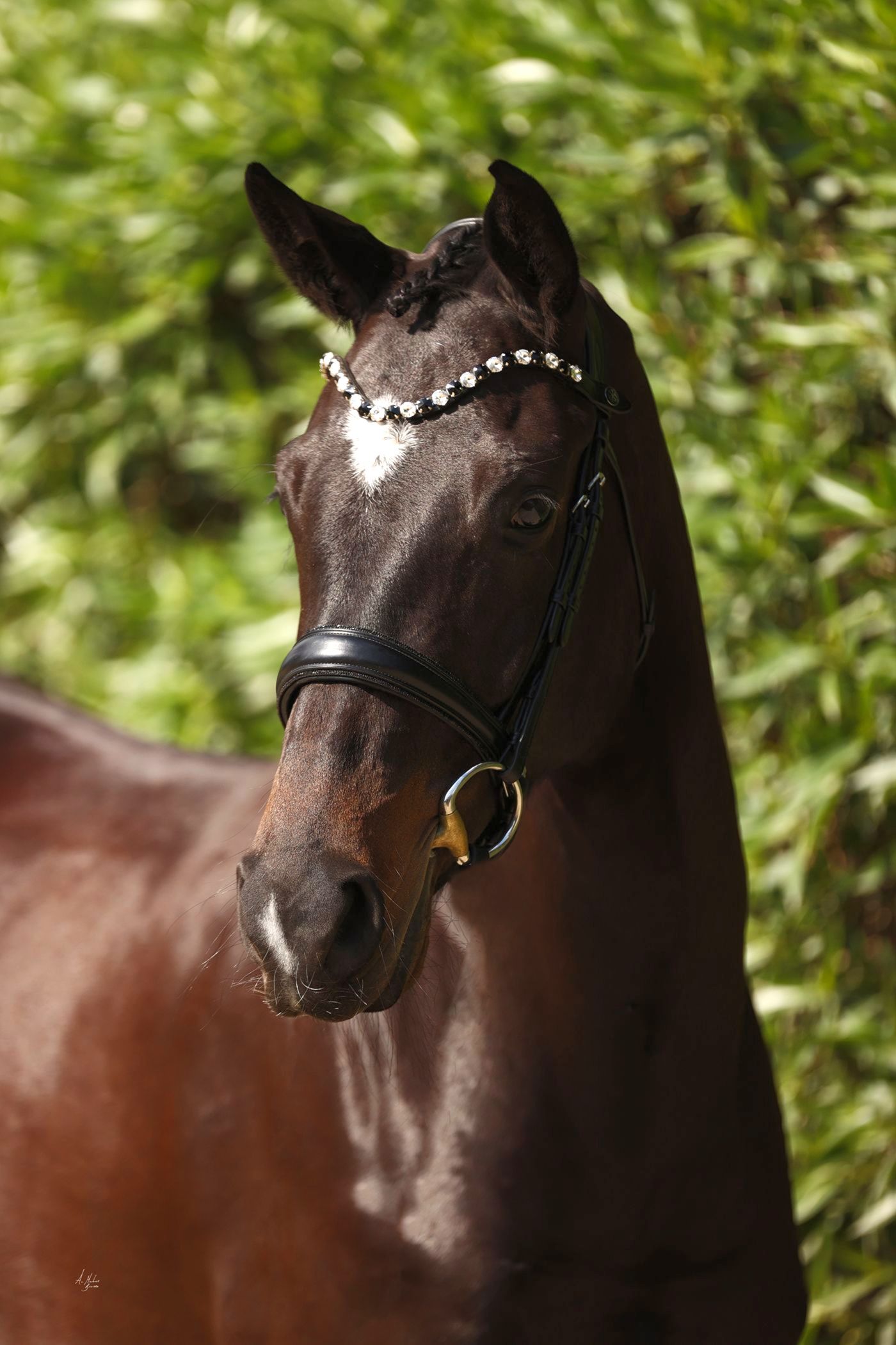 Anatomical Italian leather horse bridles and luxury horse accessories. Discover premium reins, nosebands, and tack hand-finished with brilliant Swarovski and Preciosa crystals. By Ice Equestrian