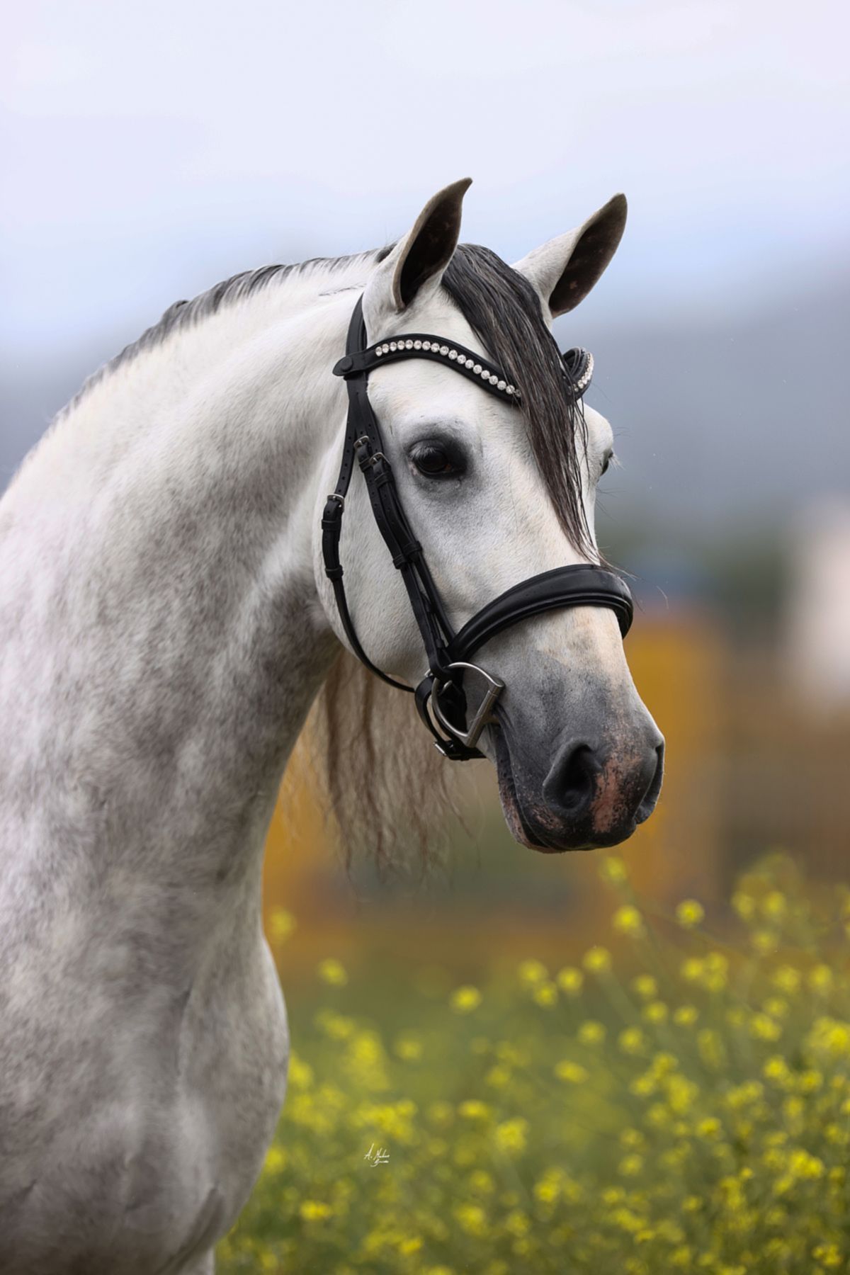 Discounted Prestige Dakoza premium European leather horse bridle. 8mm Preciosa crystals. Quick-change snap-clips. Anatomical contoured fit. By Ice Equestrian