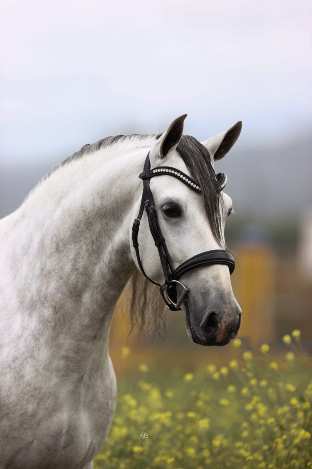 Prestige Dakoza premium European leather horse bridle. 8mm Preciosa crystals. Quick-change snap-clips. Anatomical contoured fit. By Ice Equestrian