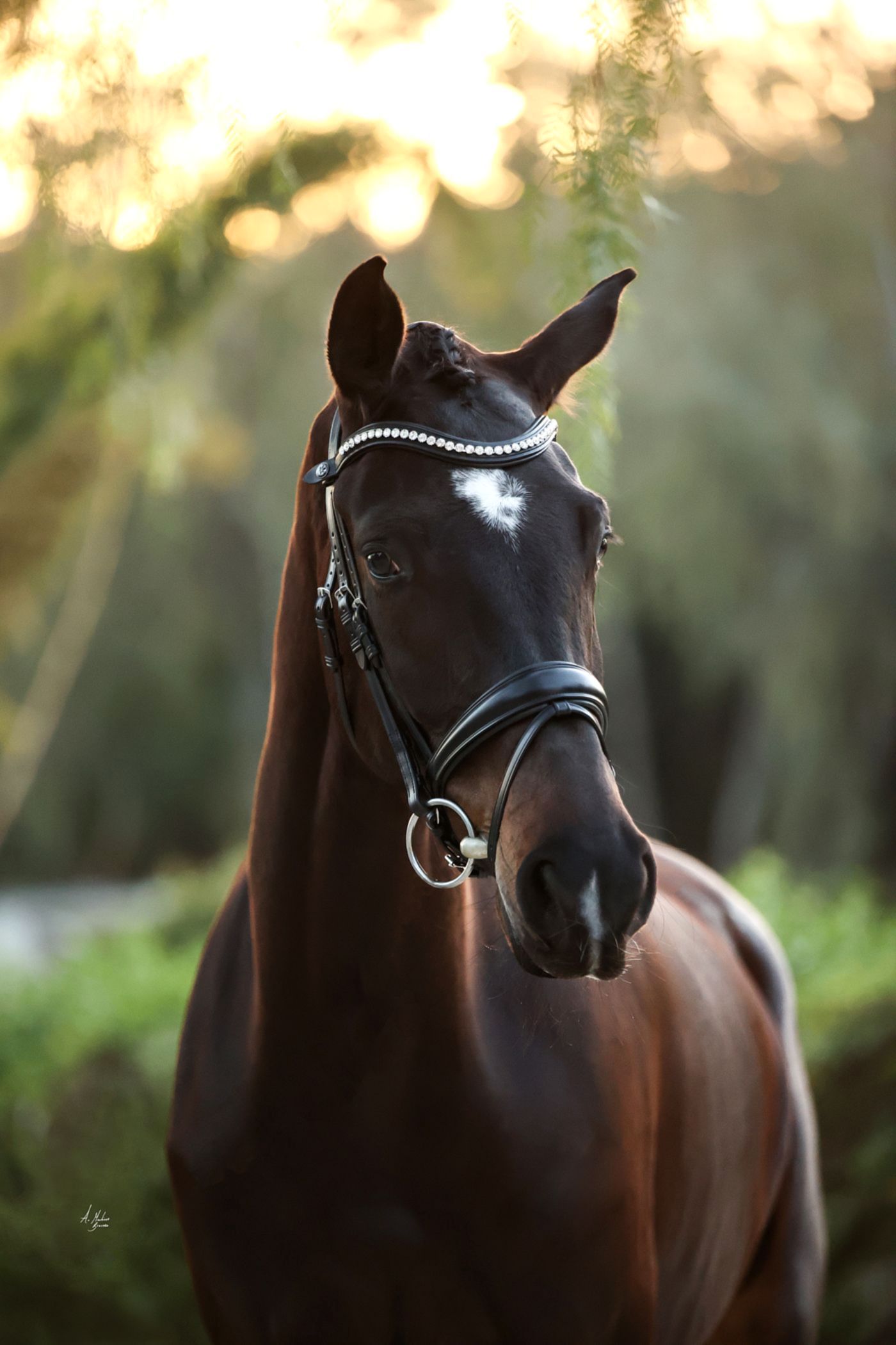 Anatomical Premium leather horse bridles and luxury horse accessories. Discover premium reins, nosebands, and tack hand-finished with brilliant Preciosa crystals. By Ice Equestrian