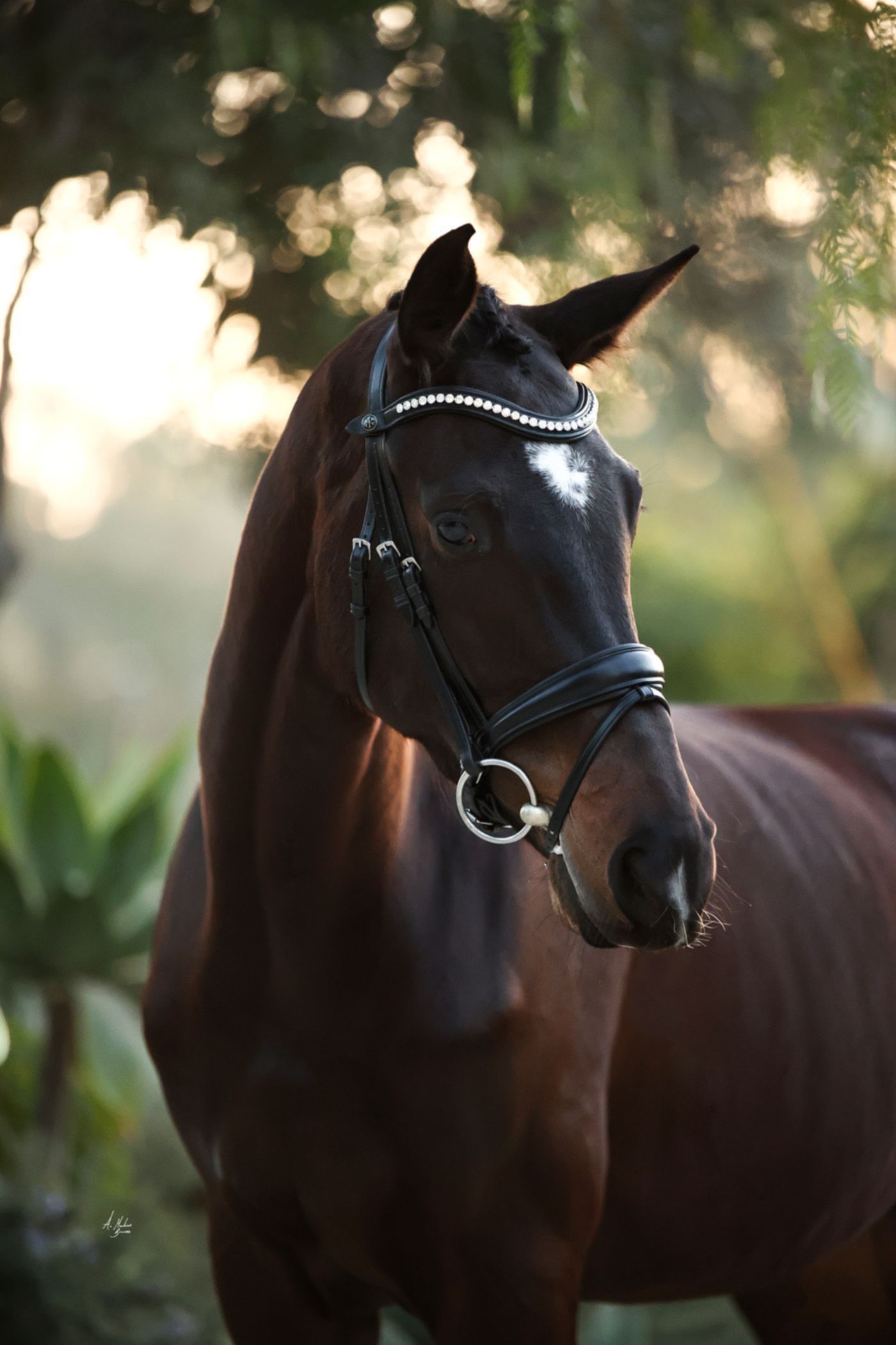 Anatomical Premium leather bridles and luxury horse accessories. Discover premium reins, nosebands, and tack hand-finished with brilliant Preciosa crystals. By Ice Equestrian