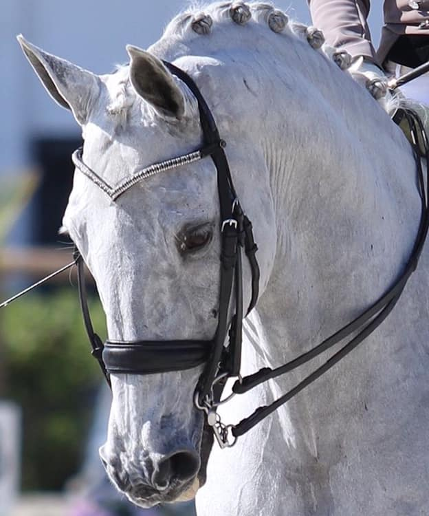 Equestrian V Shape Bling Browband Premium Leather Leather Small Pony, Pony, Cob, Full, Extra Full