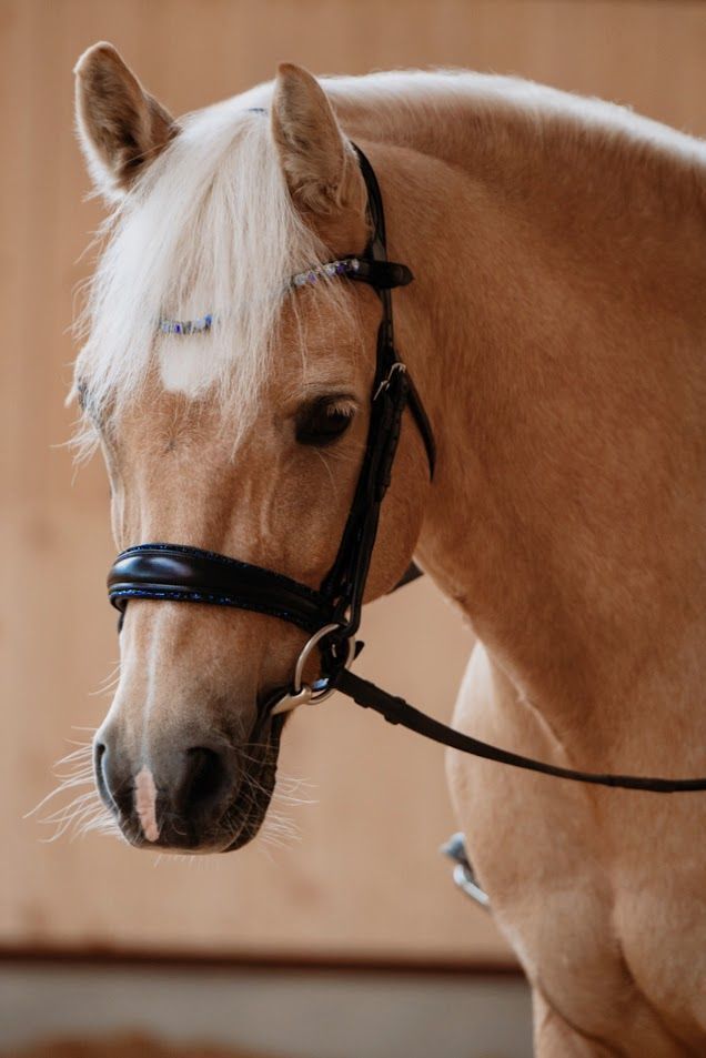 Luxury Dainty Elite anatomical pony noseband with Blue Sparkle trim. Handcrafted from Italian leather. Proportioned for Small Pony & Pony. BD Approved.