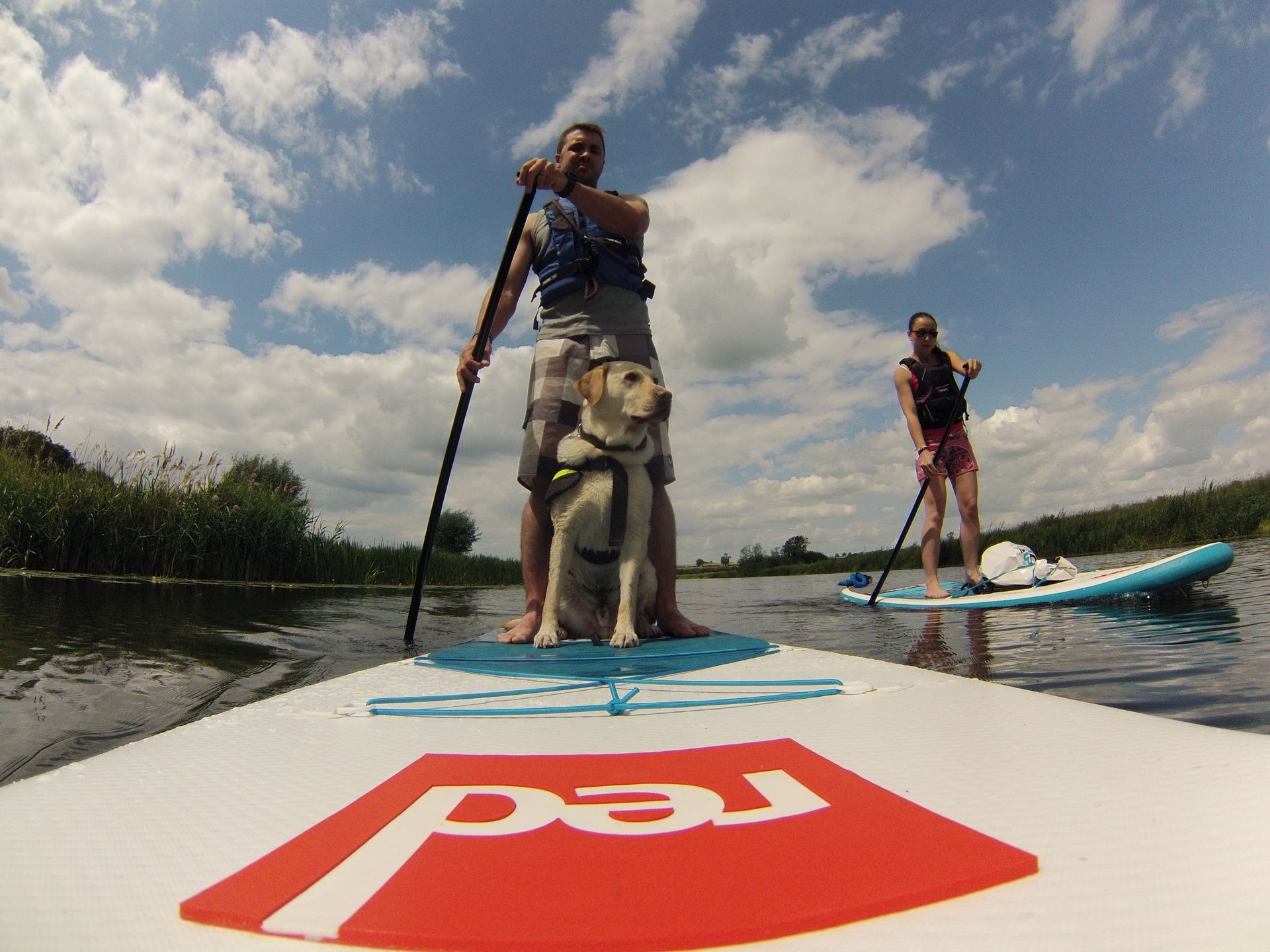 Person and dog on paddleboard