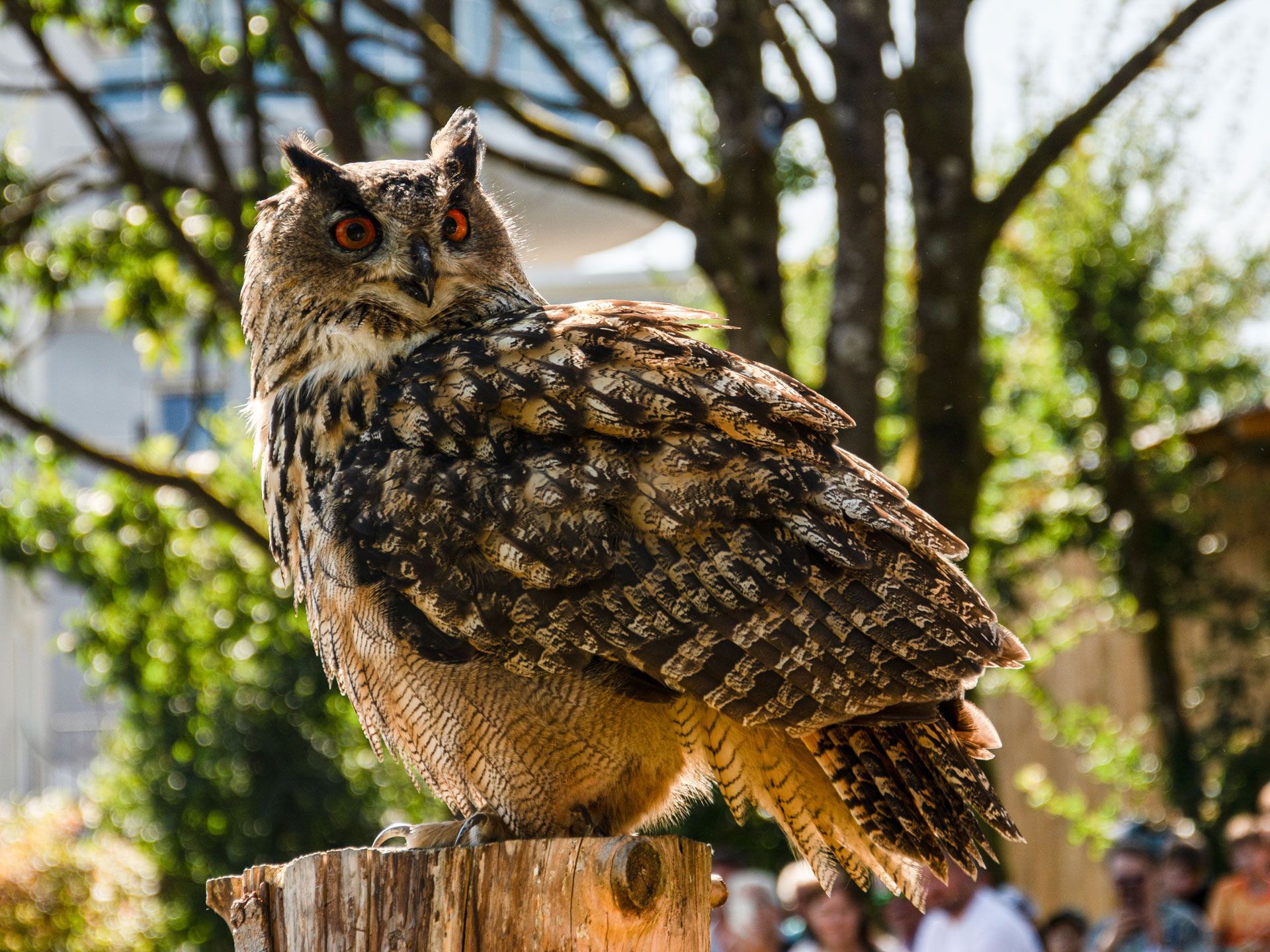 Der Wildpark in Bad Marienberg Der Wildpark in Bad Marienberg