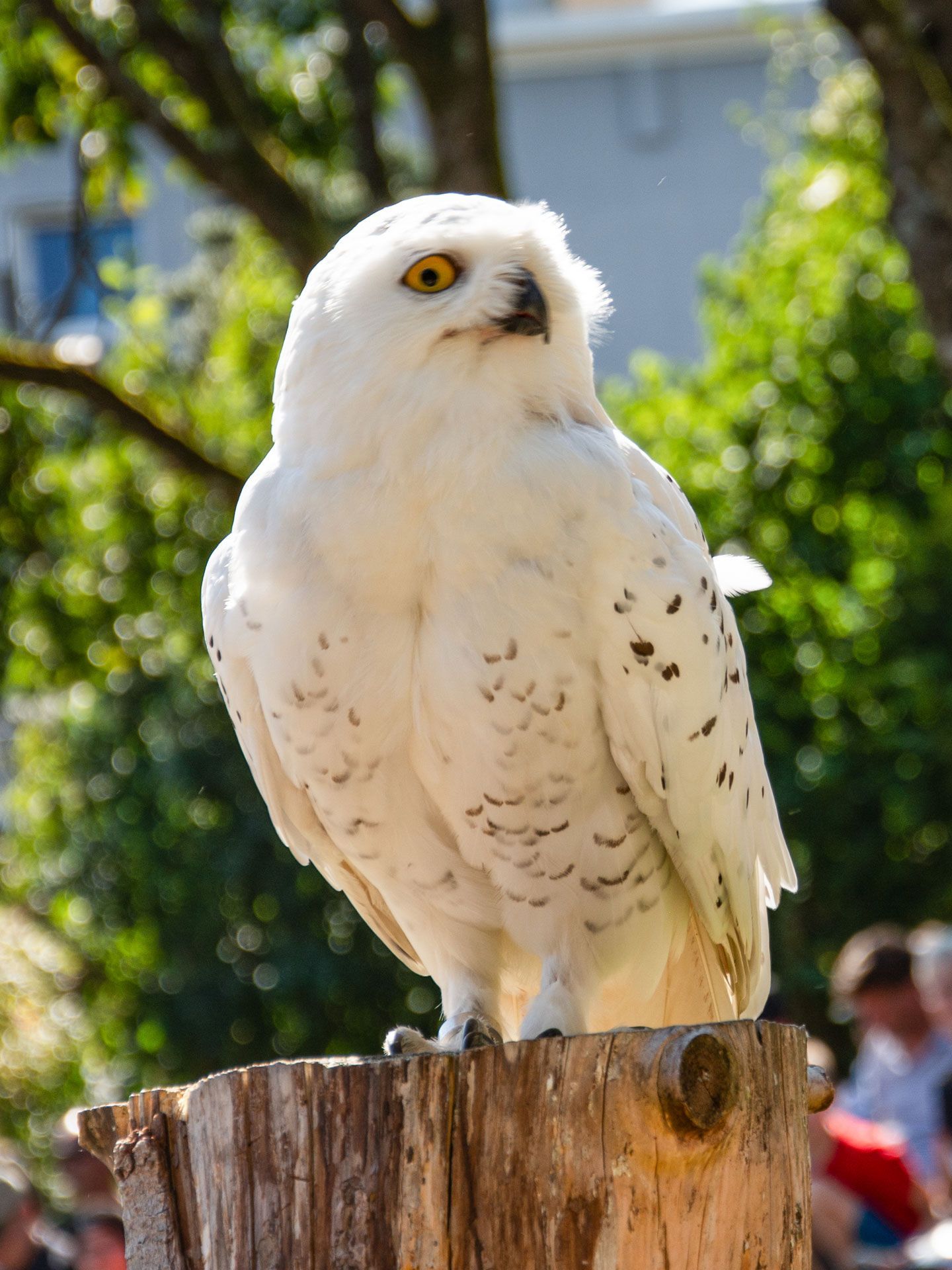 Der Wildpark in Bad Marienberg Der Wildpark in Bad Marienberg