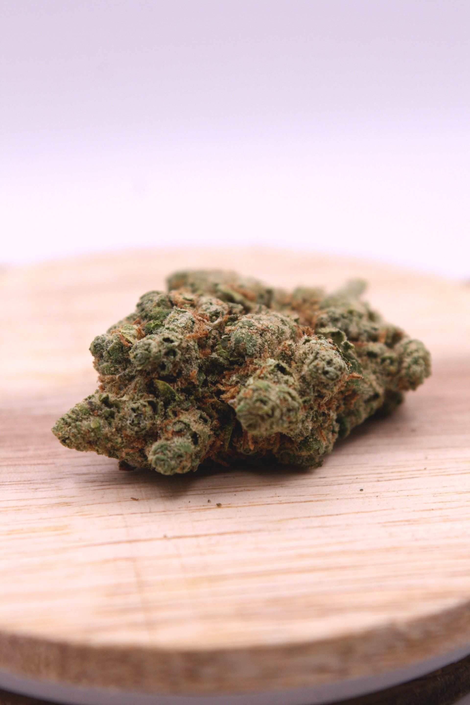 Culture au PGR Fleur de chanvre avec culture au PGR