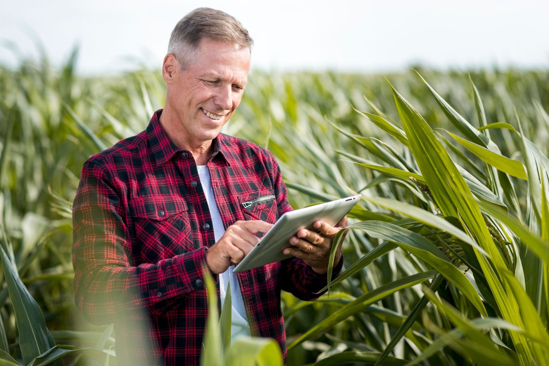 Online Suche auf dem Feld Landwirt steht mit i-pad auf dem Feld und sucht