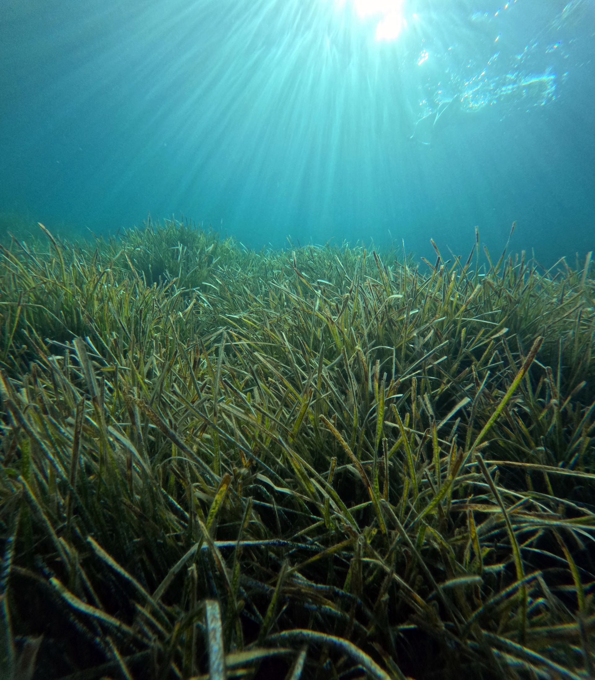 Posidonia Oceanica. Photo: Rasa Weber. STARESO, Calvi (FR). 2024.