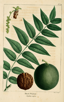 Fruto y hojas del nogal americano