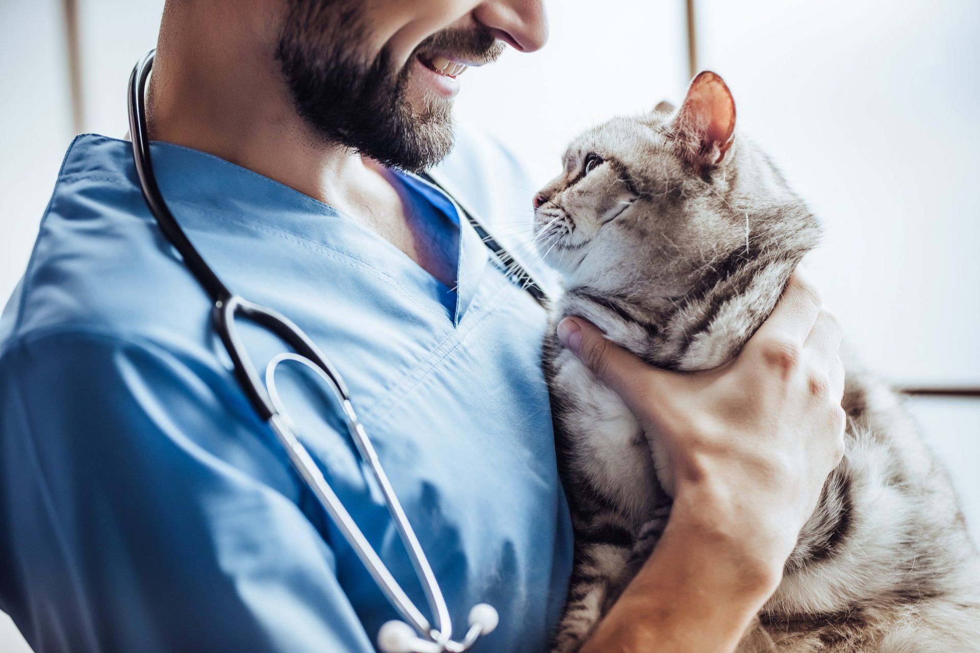 a vet holding a cat