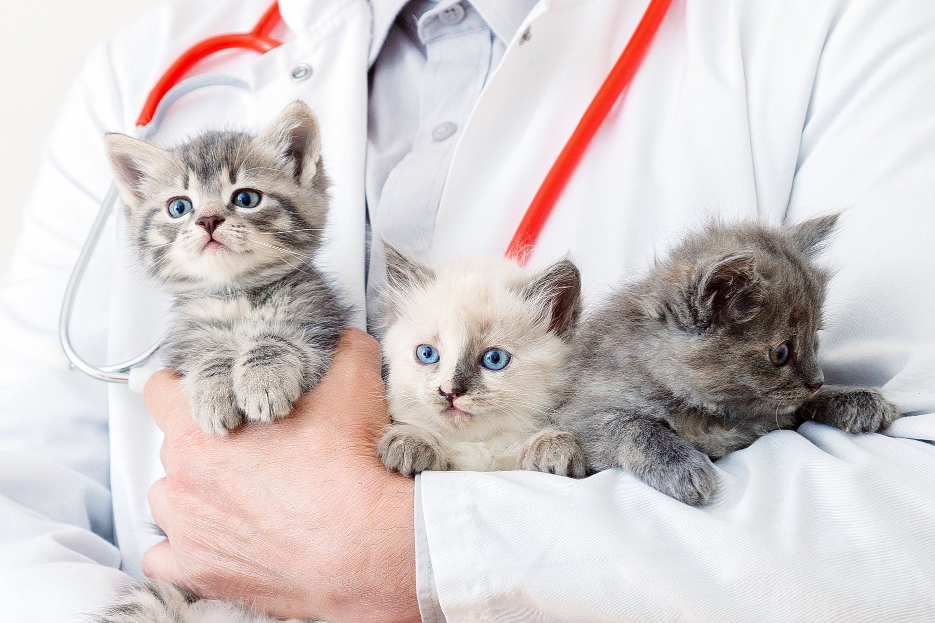 a vet holding kittens