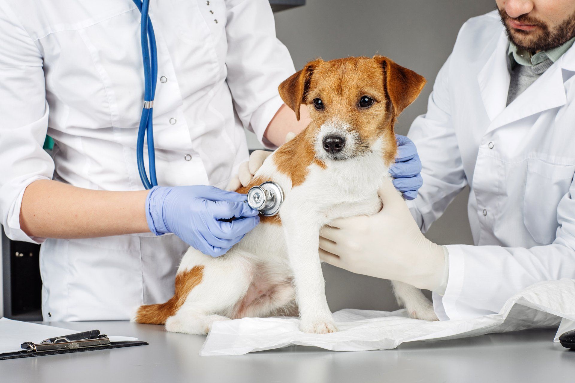 a dog at the vet