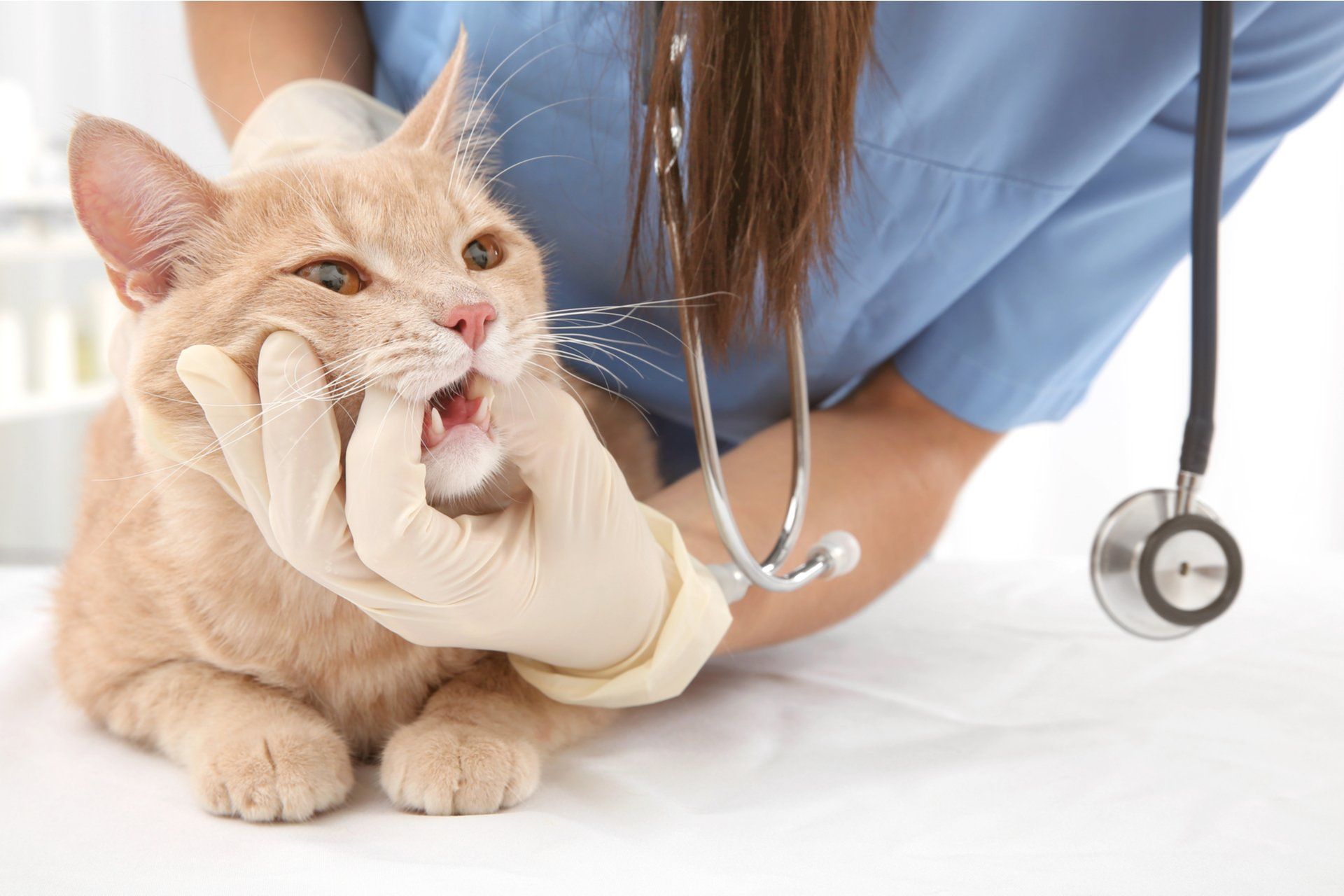 a vet checking a cat