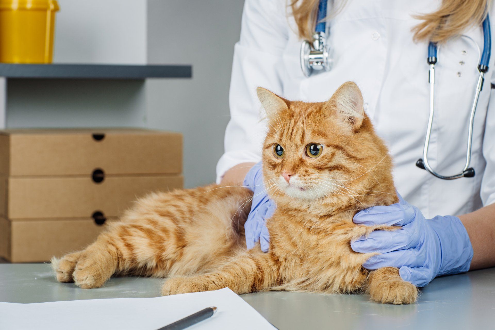 a cat at the vet