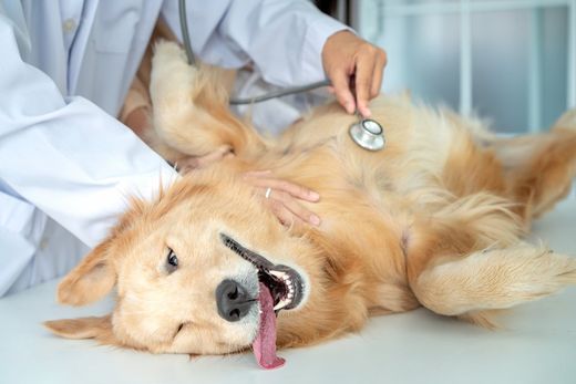 a dog at the vet