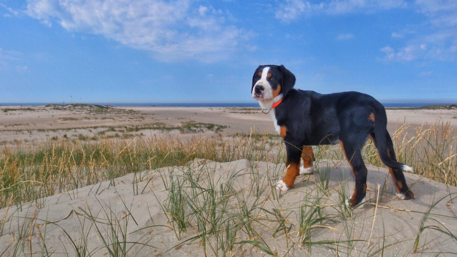 Strandaufsicht am Reetdachhaus Haubarg-Kieker