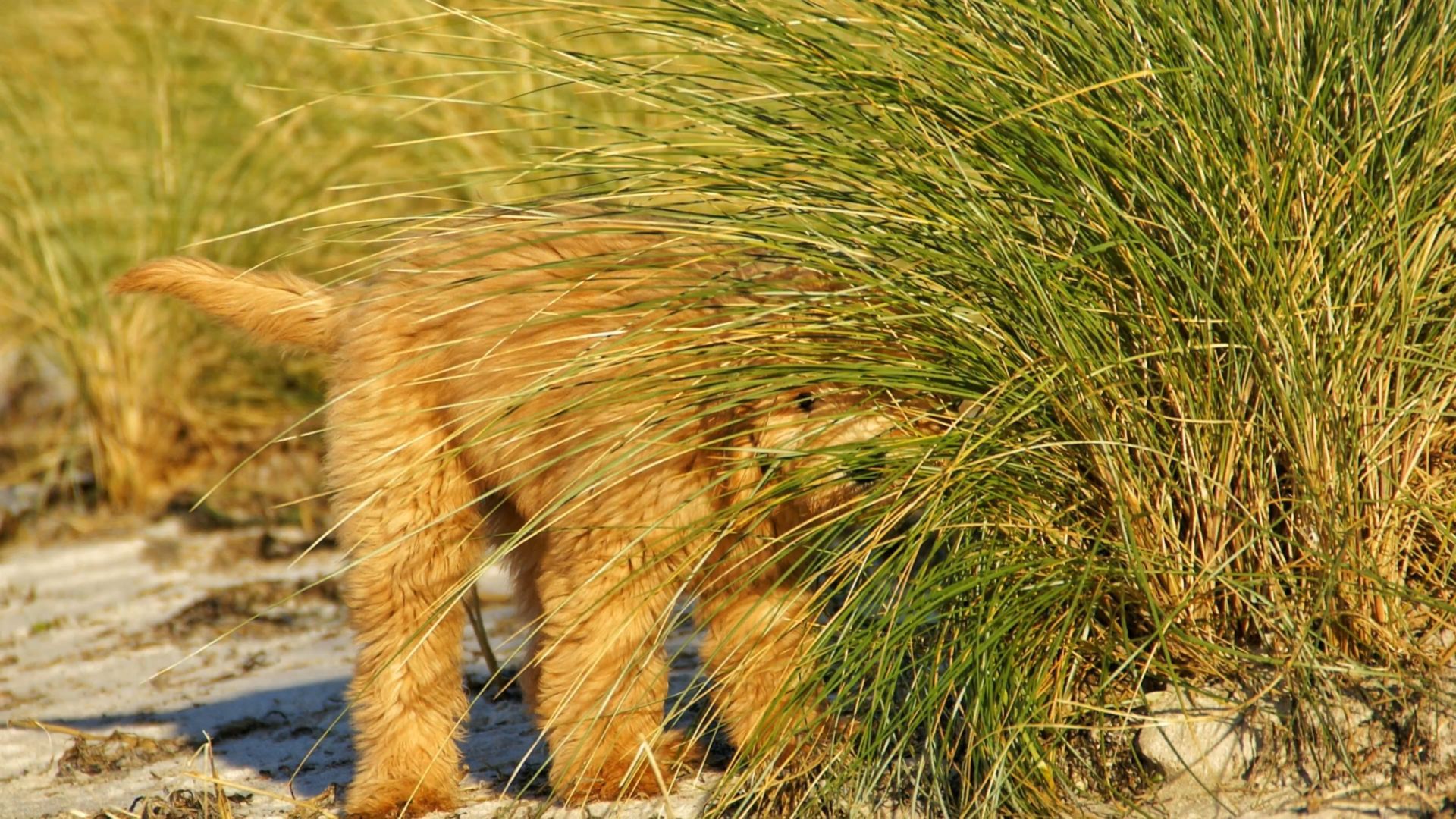 Verstecken spielen Reetdachhaus Haubarg-Kieker