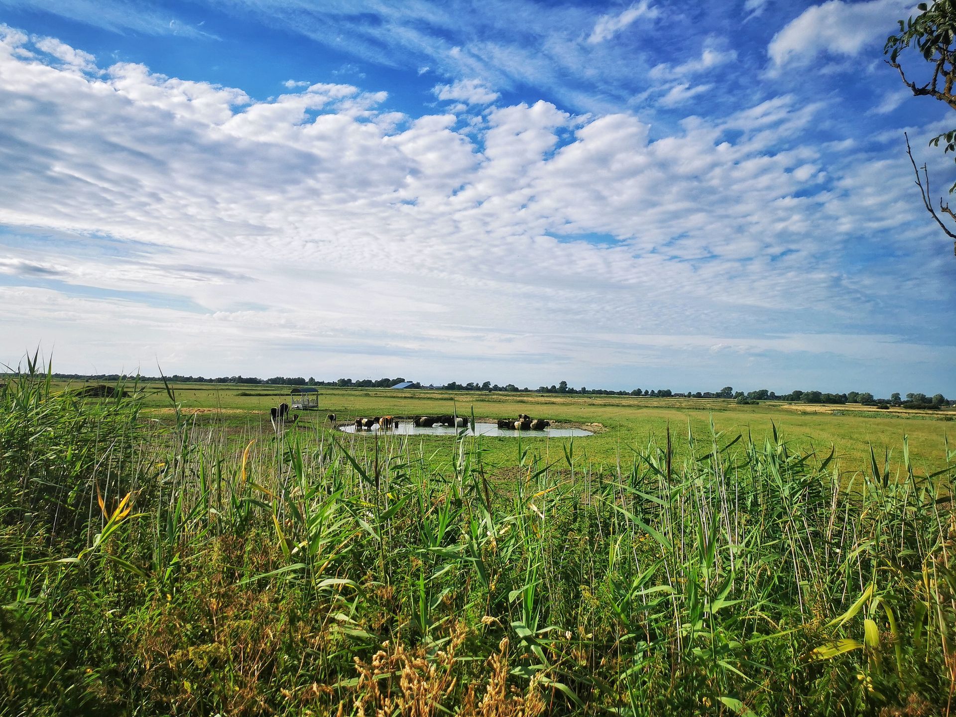 Friesische Felder am Reetdachhaus Haubarg-Kieker