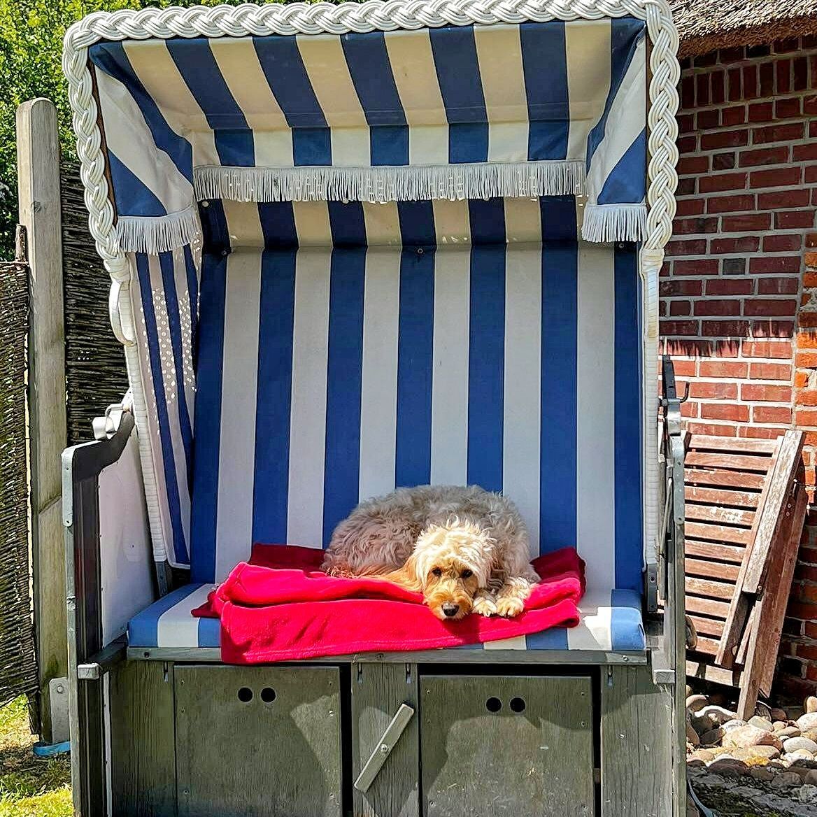 Hund im Strandkorb des Reetdachhauses Haubarg-Kieker