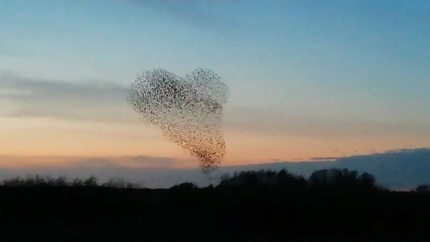 Die schwarze Sonne, tanzende Stare Die schwarze Sonne, tanzende Stare