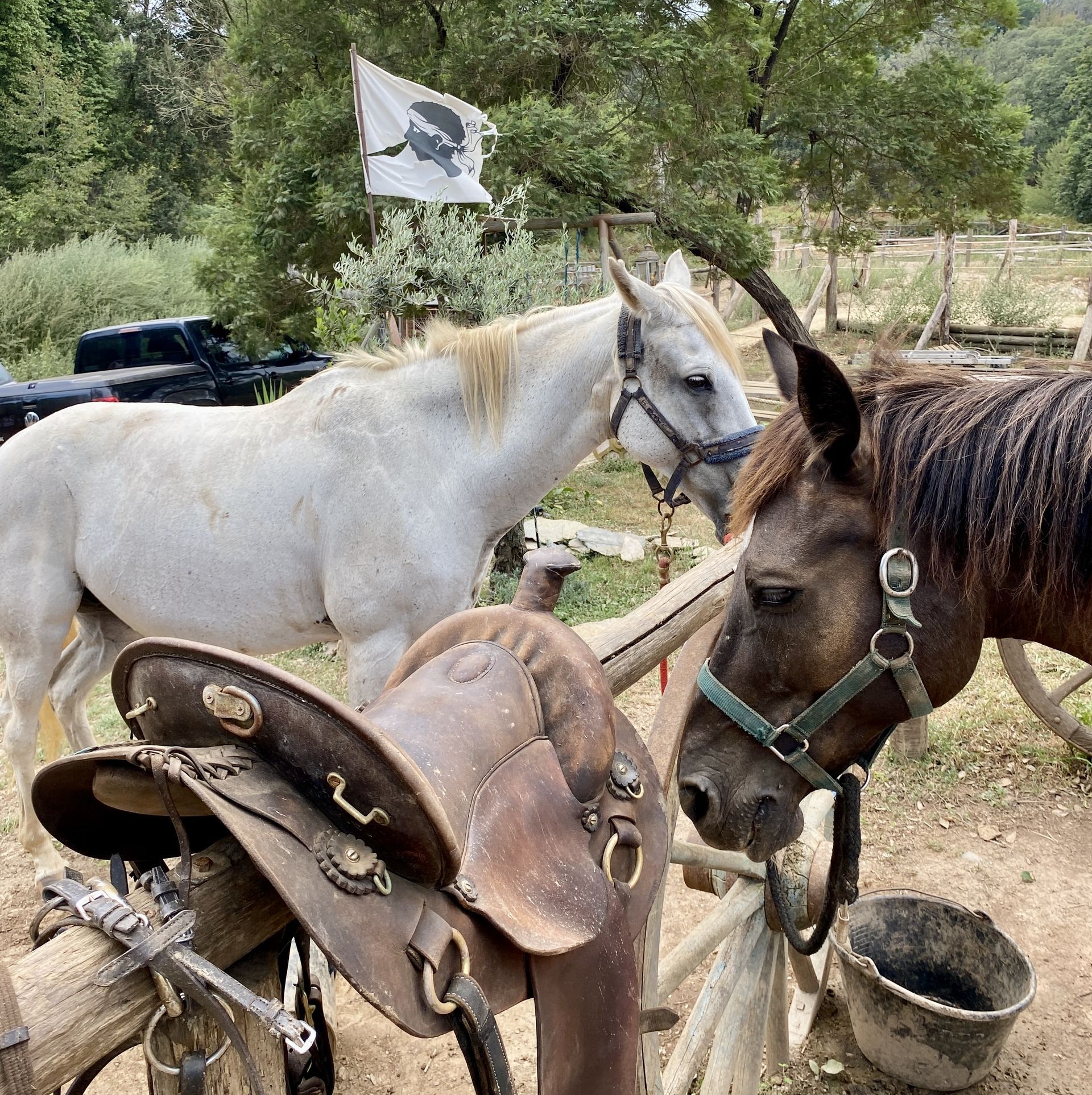 Ranch tavagn'a cavallu taglio isolaccio - u nuciolu corse