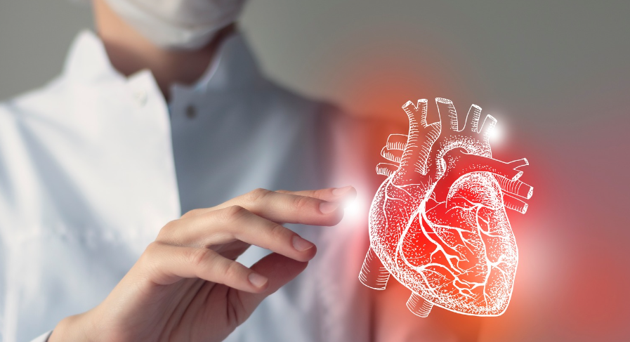 doctor with 3D Model of a heart