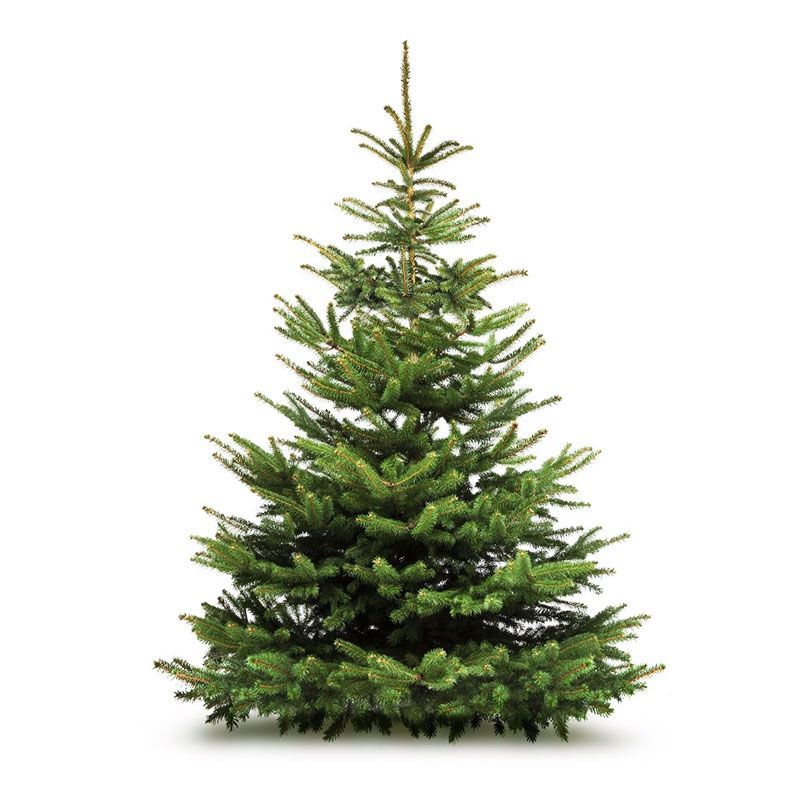 Sapin Nordmann certifié