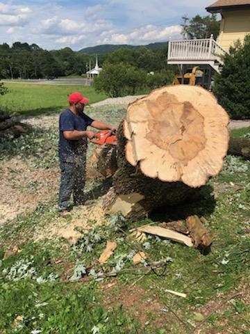 Bubba sawing through a big tree