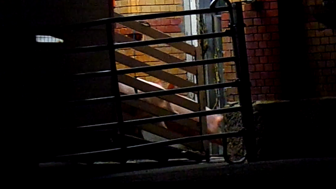 Schlachthof Rottenburg Mahnwache Rottenburg Animal Save 25.02.24