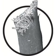 Haarspitze unter dem Mikroskop, mit einem Messer geschnitten, ausgefranste und instabile Struktur.