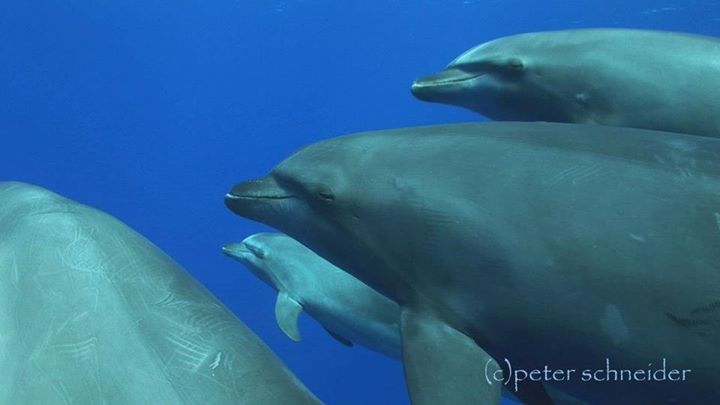 link zu Delfin stock footage gruppe grosser Tümmler stock footage