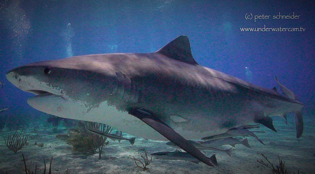 link zu Hai stock footage Tigerhai - Haie stock footage