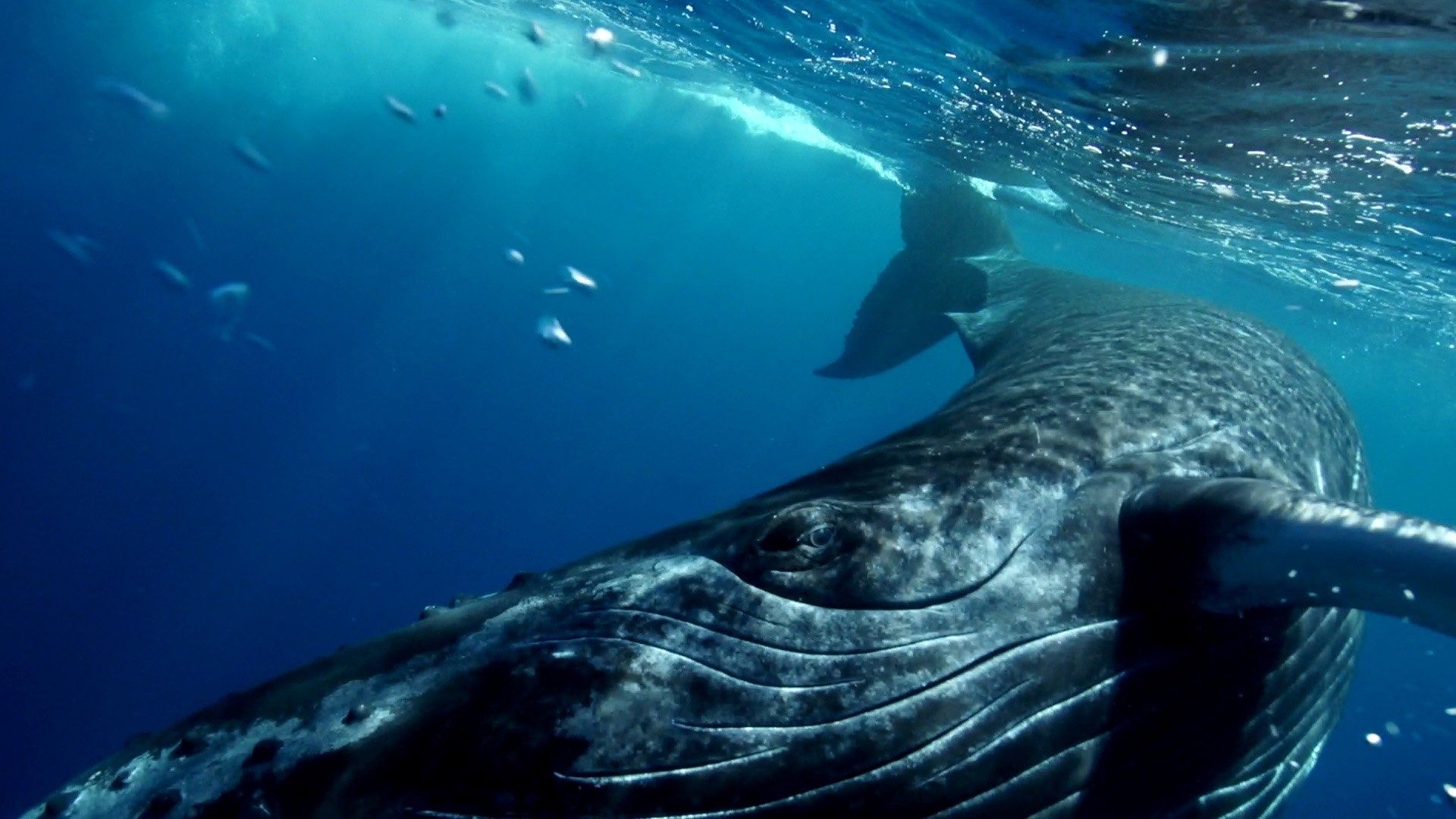 Zorro the playful humpback whale baby in Tahiti playful humpback whale in Tahiti - stock footage- underwatercam