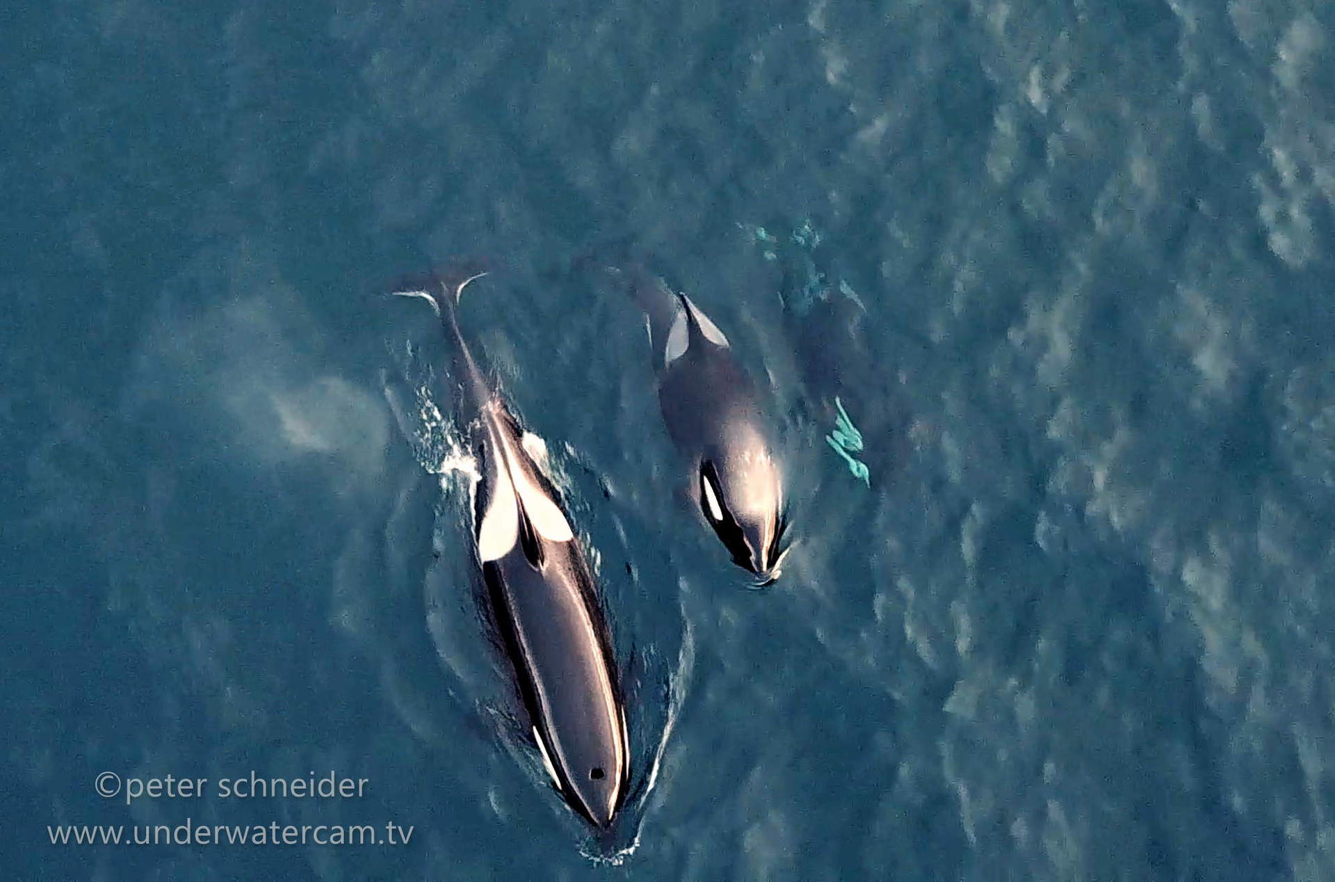 underwatercam- orca camp norway 2018