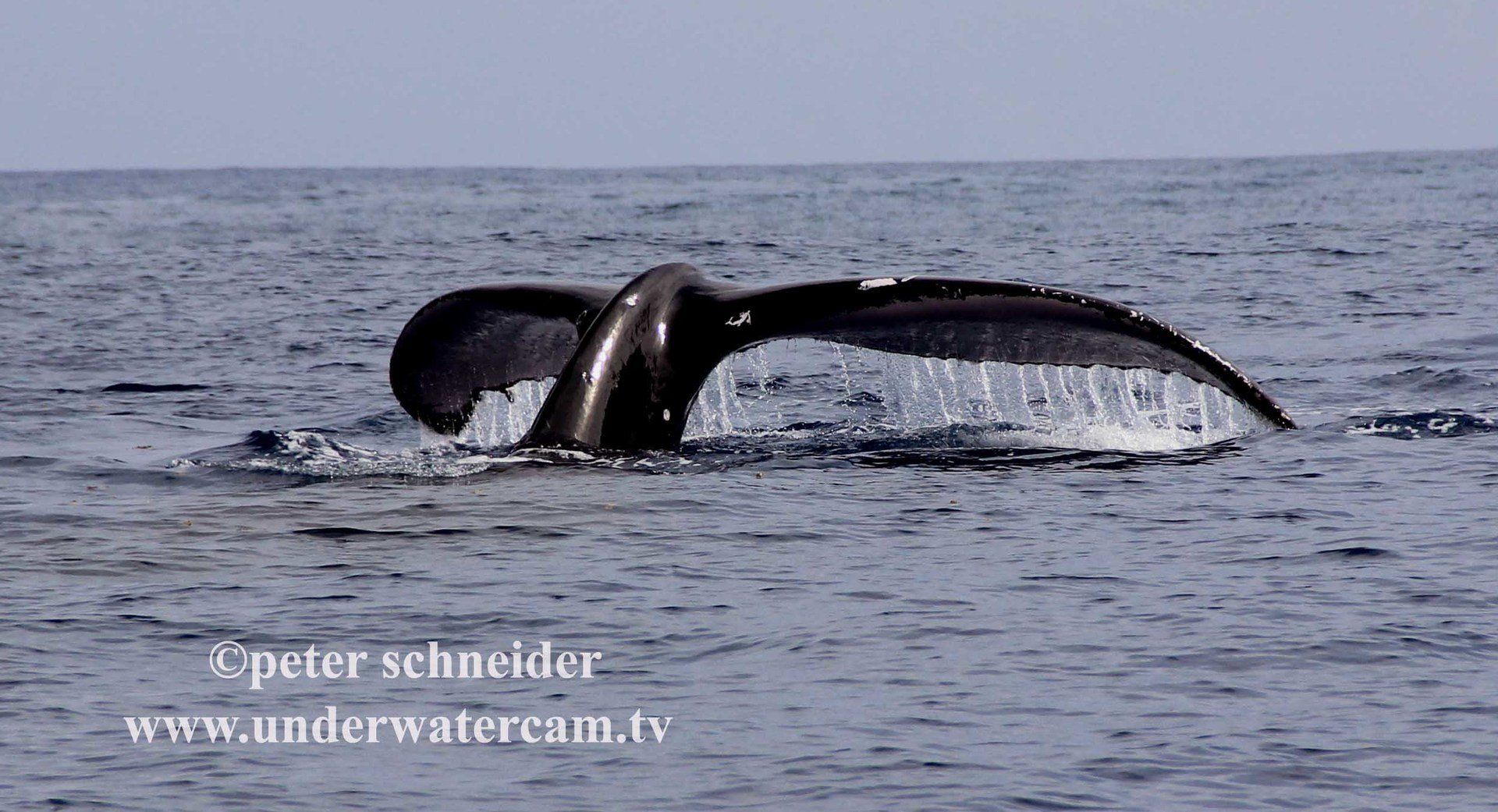 link to our stock footage website whale fluke of humpback whale