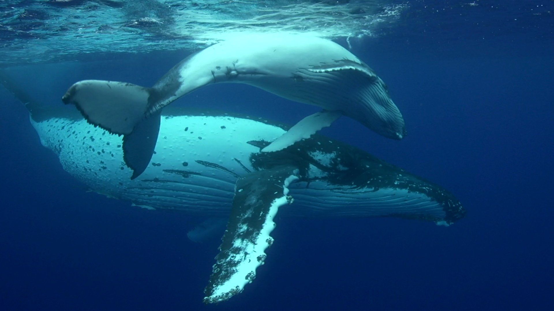 link zu Buckelwal stock footage Buckelwale - stock footage