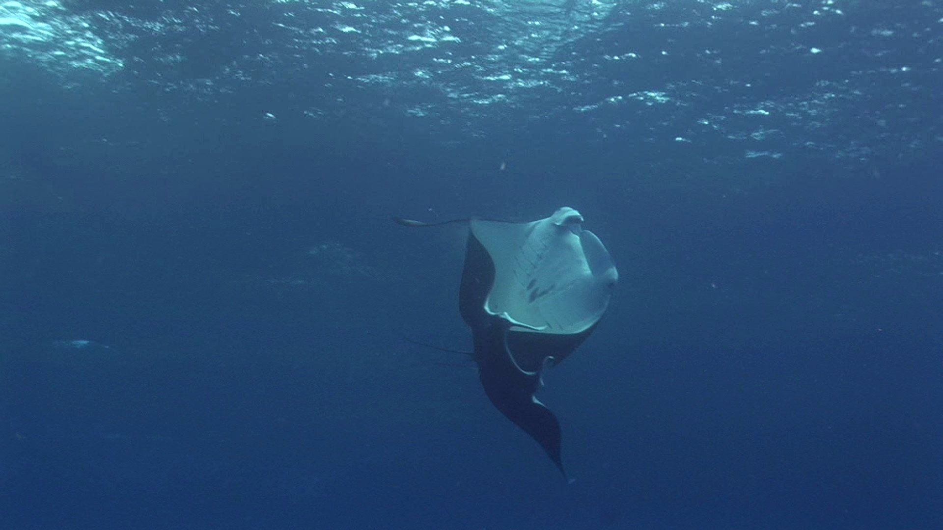 link zu Manta Rochen stock footage paarende Manta Rochen stock footage