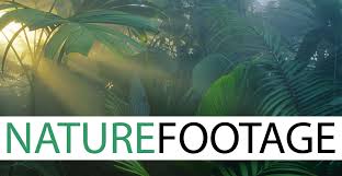 naturefootage logo our portfolio at nature footage