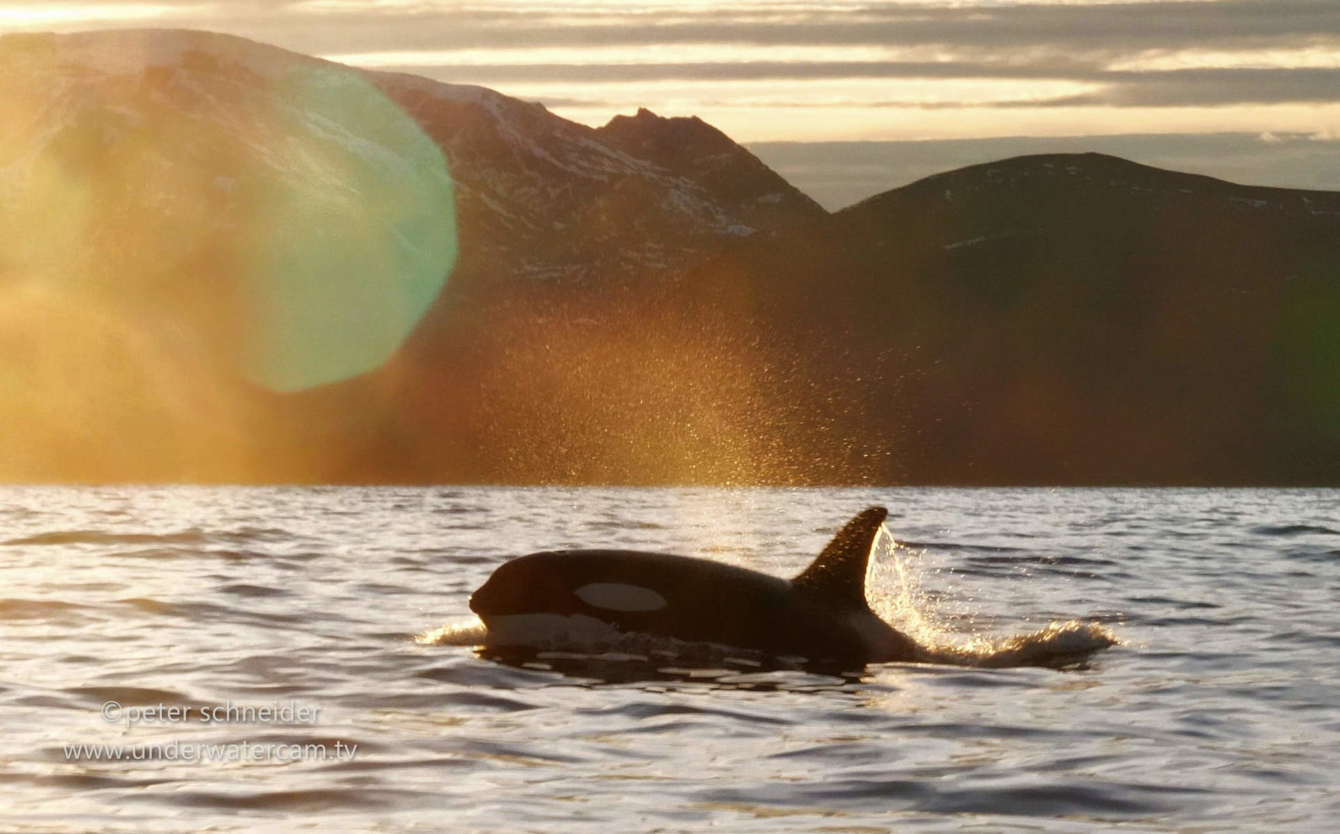 photo by armin trutnau - sharkschool bahamas image films and promotional films - underwatercam.tv