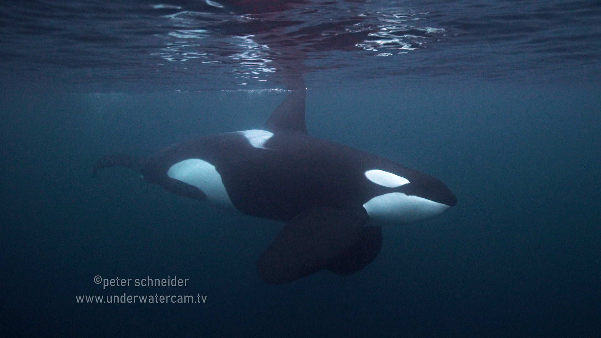 nature footage logo our humpback whales at naturefootage