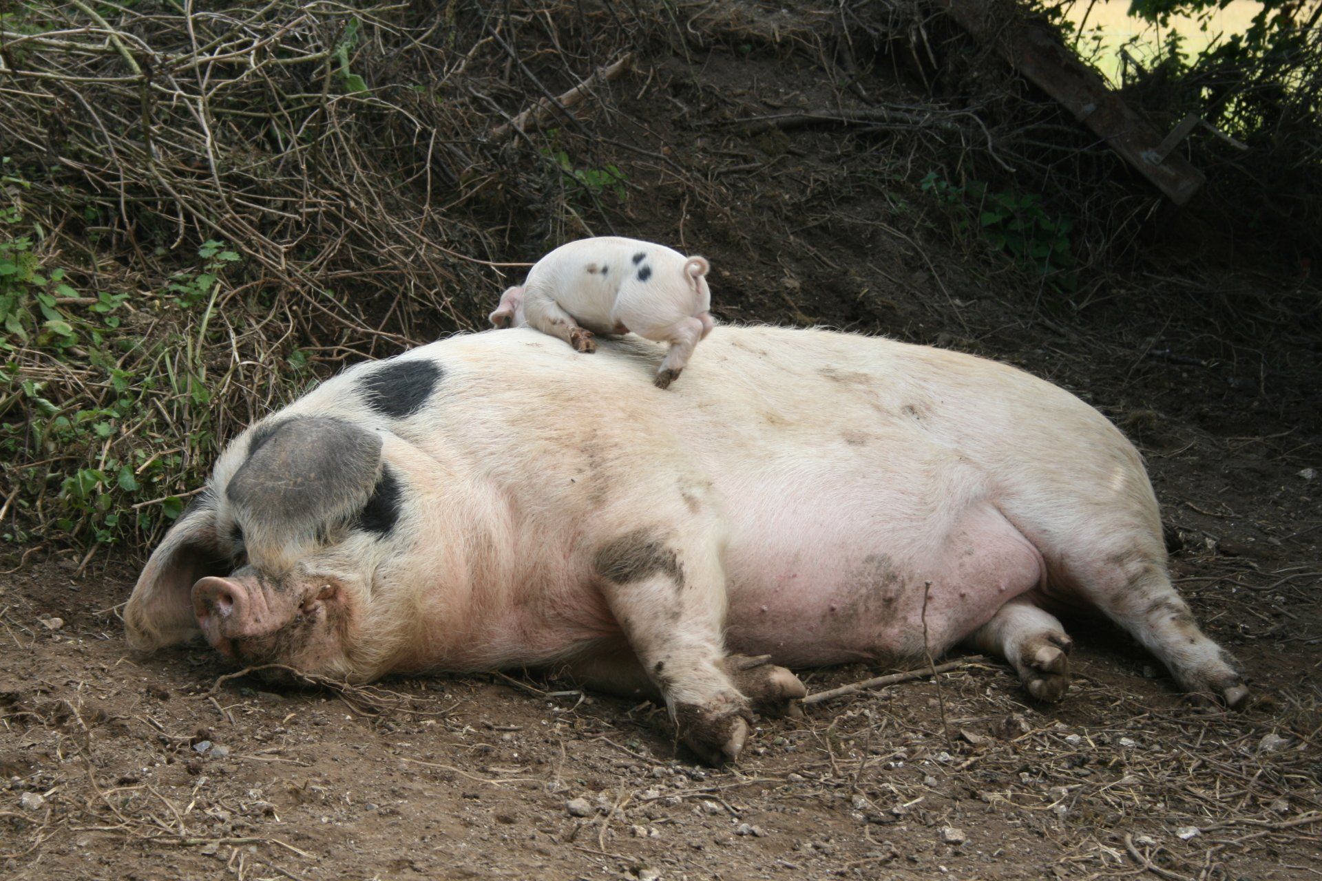 self-catering-accommodation-sussex-coast-worthing