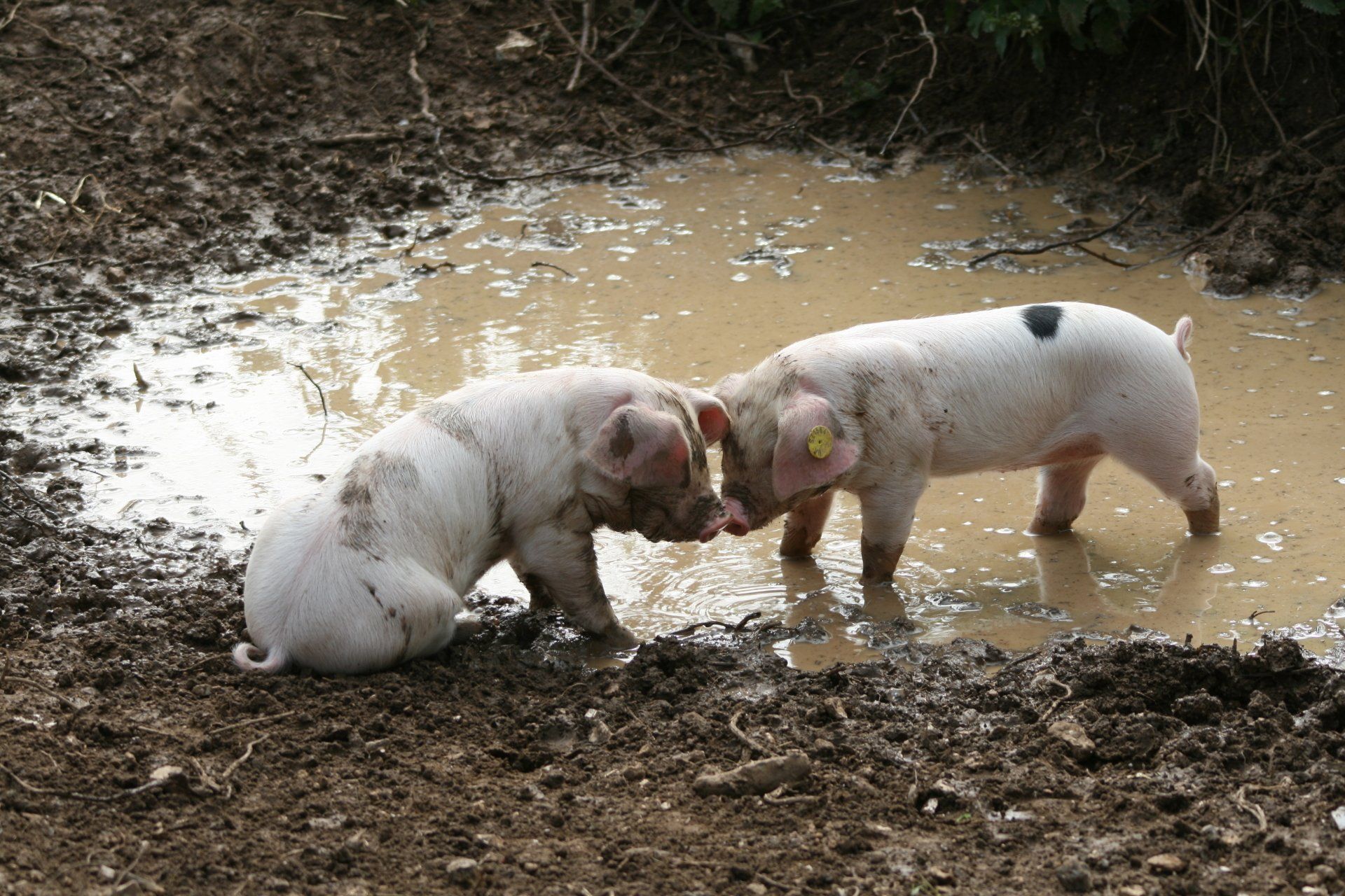 self-catering-accommodation-west-sussex