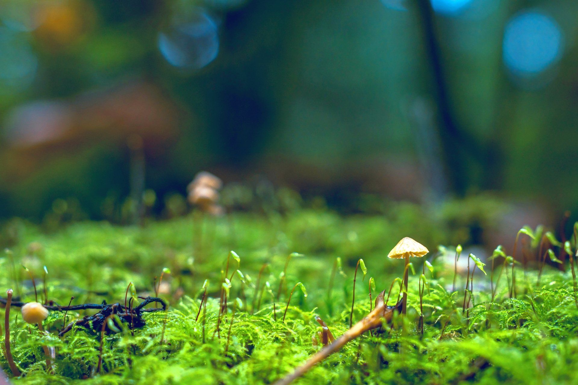 Psychotherapie München Waldbaden